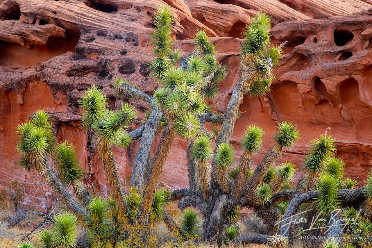 deserts, nevada, gold butte nm, joshua trees, red rocks