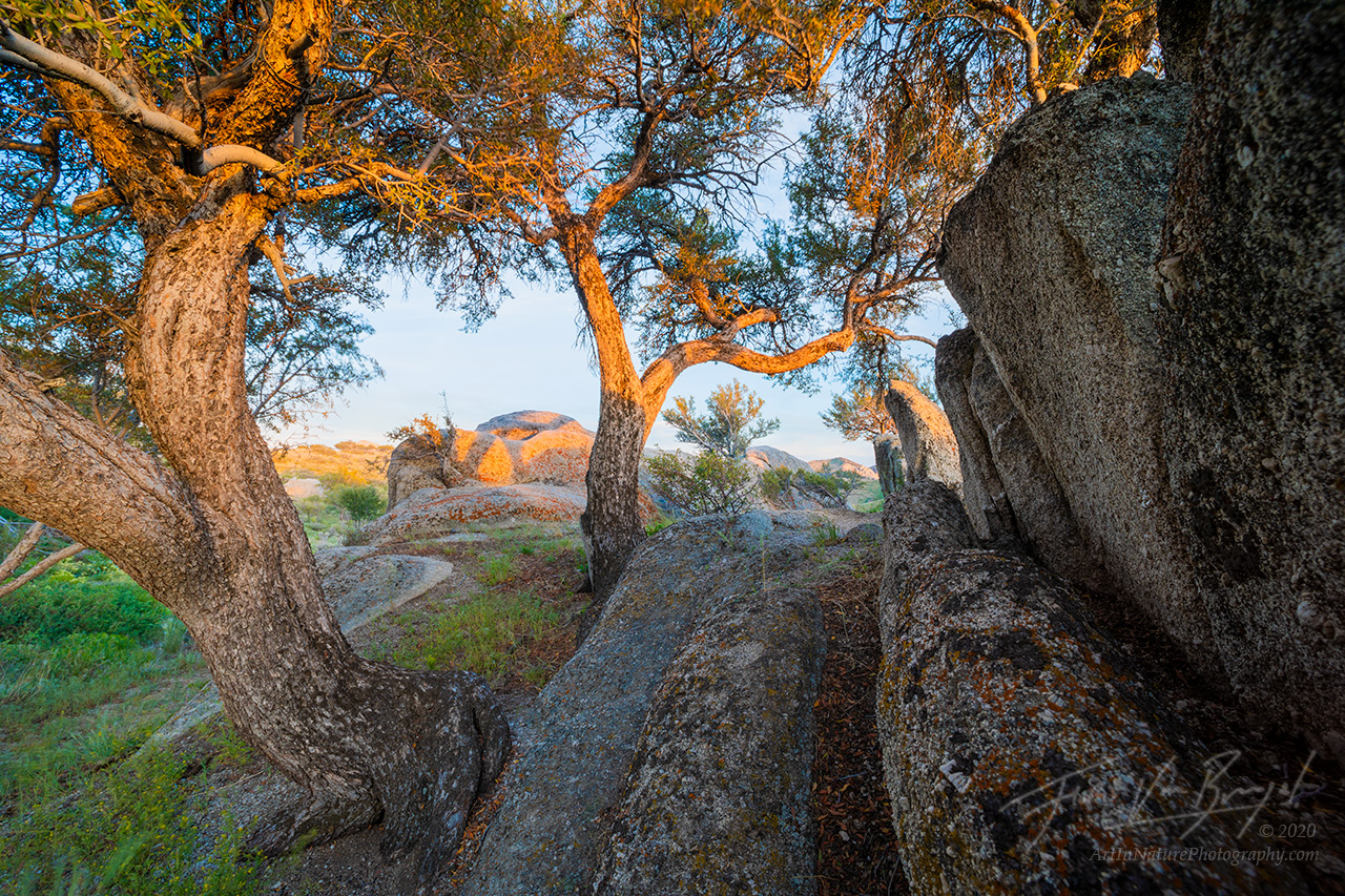 trees, nevada, ruby mountains, sunshine, forests