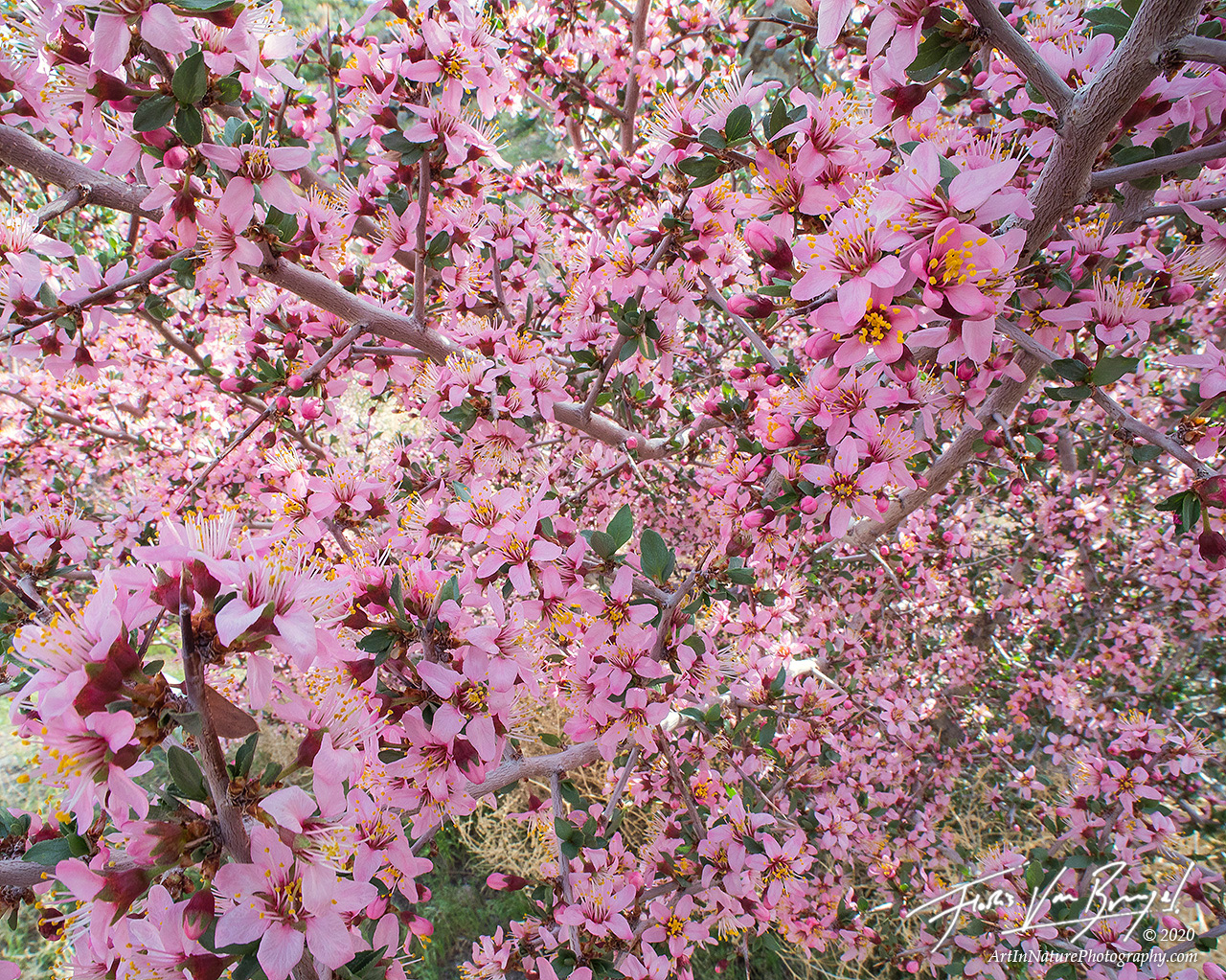 flowers, desert, spring, desert peach, nevada  