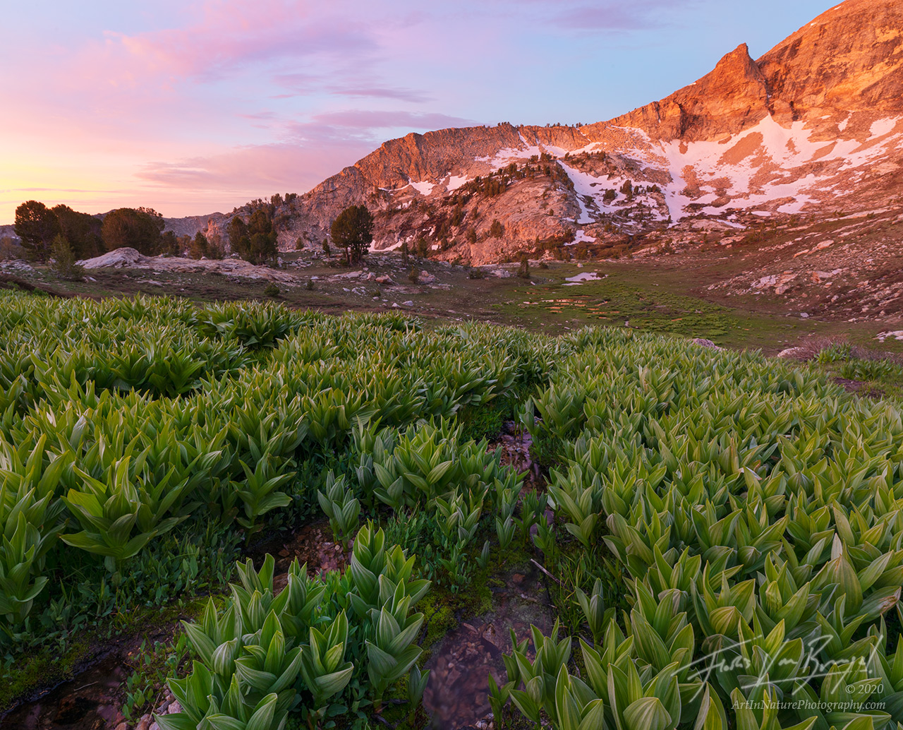 trees, nevada, ruby mountains, sunshine, forests