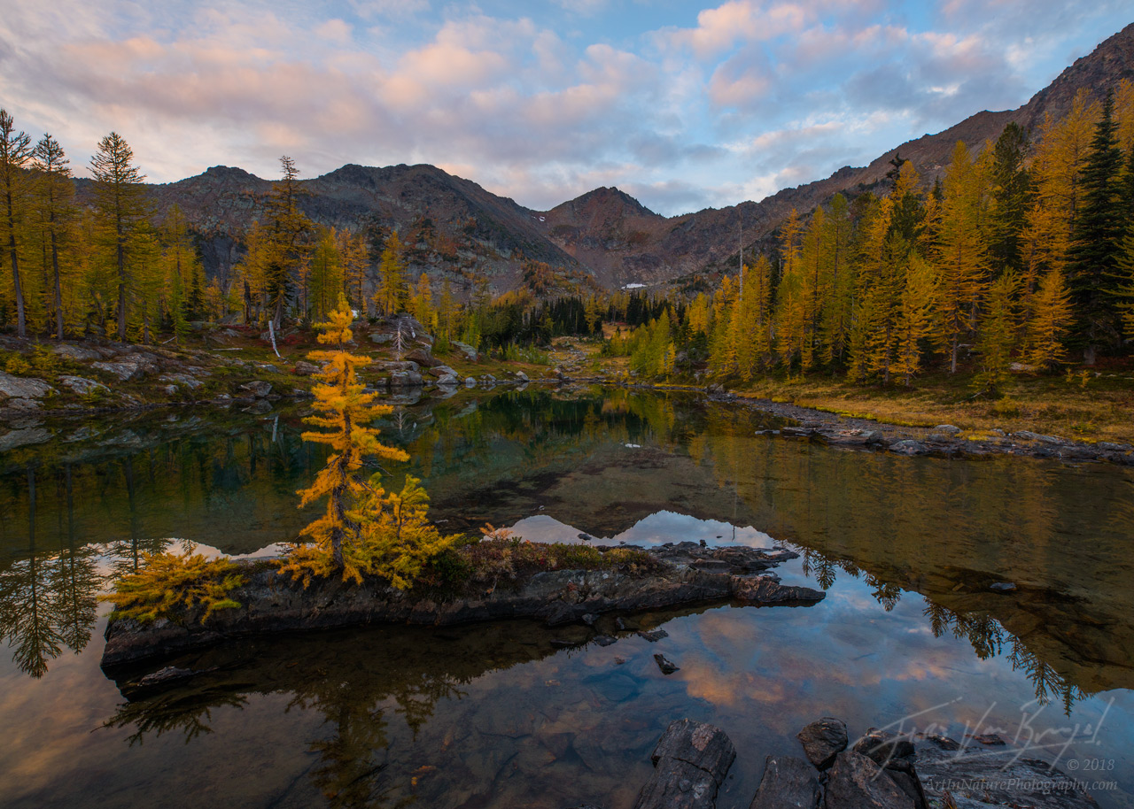 Larch, Autumn, Cascades
