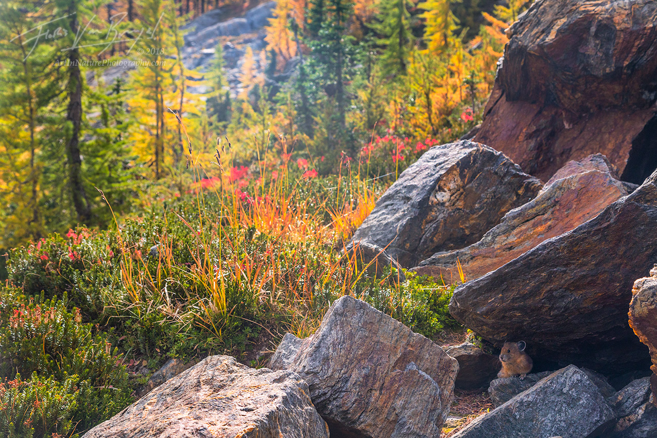 Cascades, Pika, Autumn