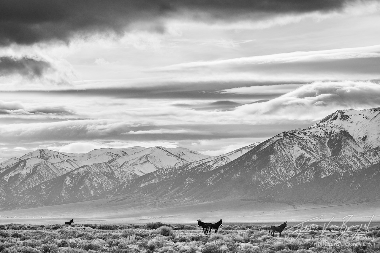 burrows, wildlife, nevada, desert, black and white