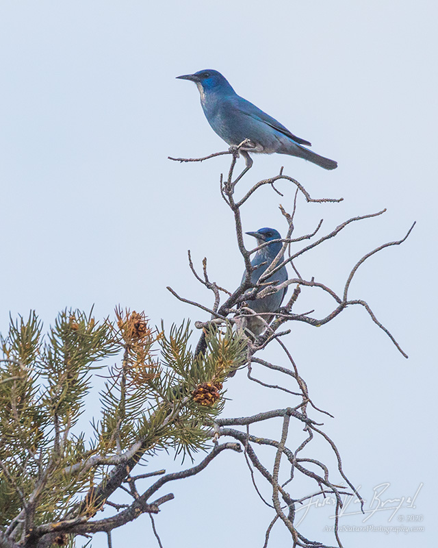birds, nevada