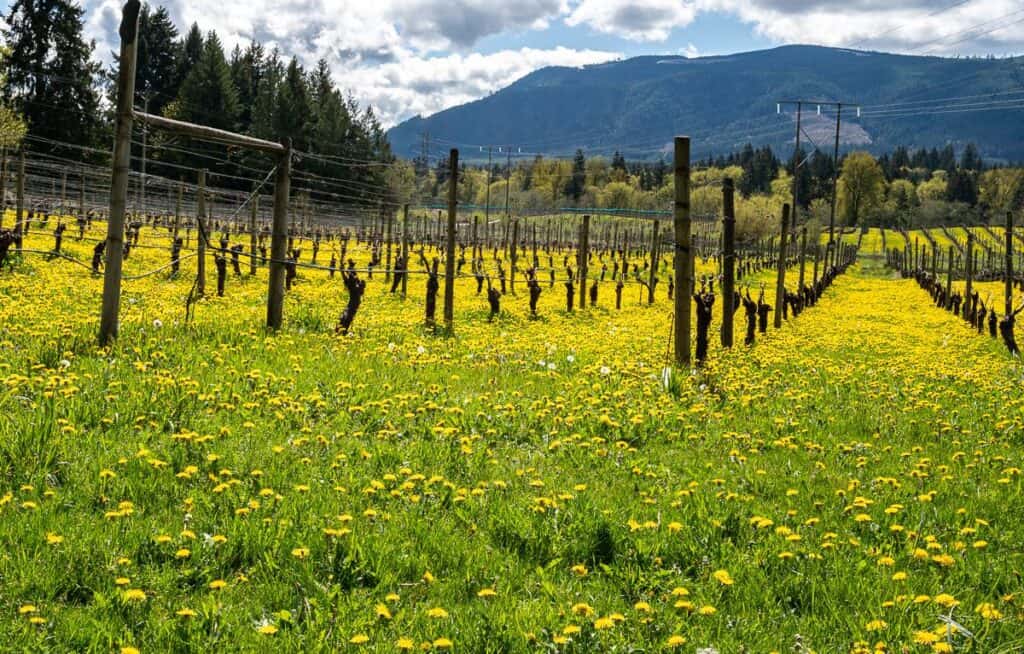 Fields of dandelions in Glenora
