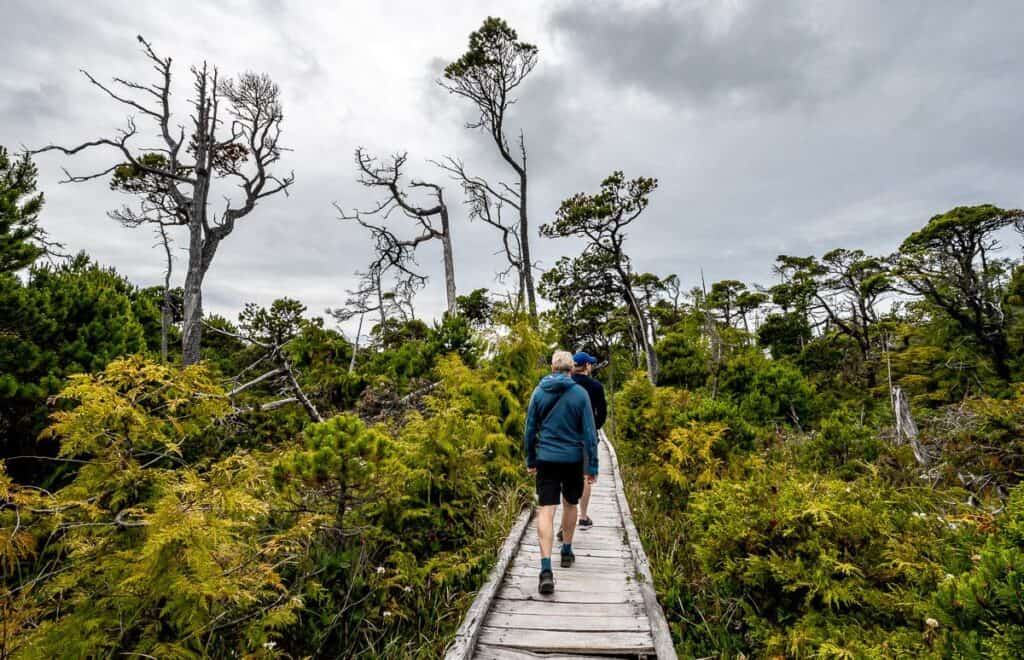 Interesting shape to the Shore Pines on the Bog hike near Tofino