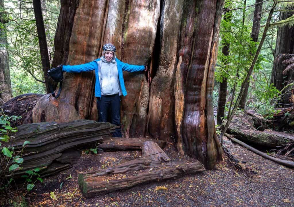 One of the giant red cedars on the Ancient Cedars Loop hike