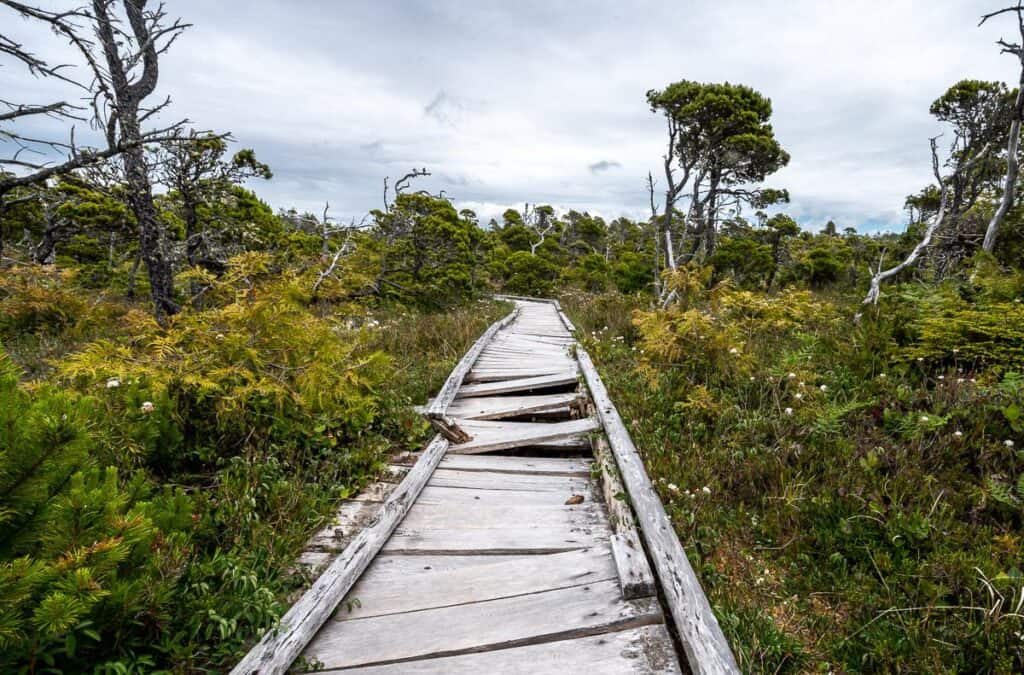 The Bog Trail near Tofino is no place for a stroller or wheelchair