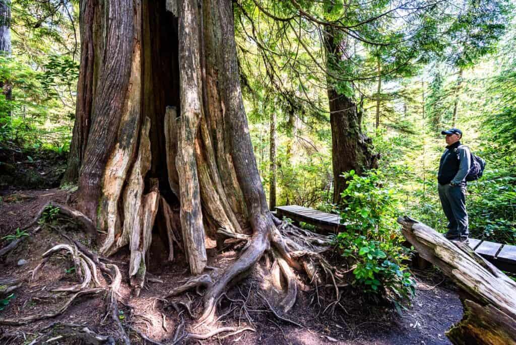You can't help but stop and admire the big trees on any of the Tofino area hikes