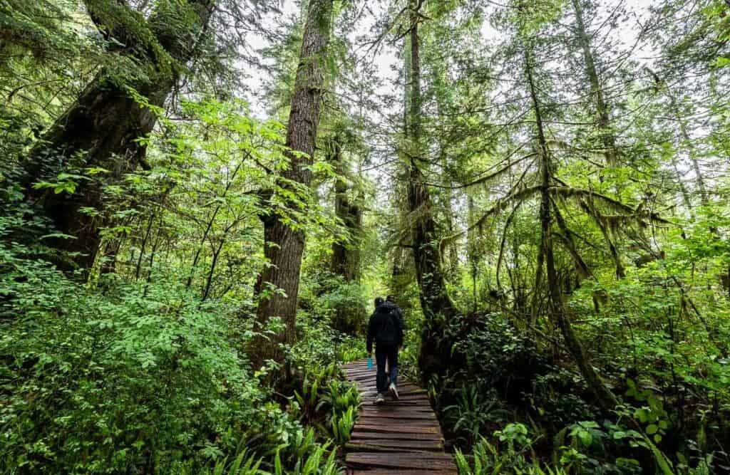The boardwalks on Meares Island near Tofino can be very slippery when wet