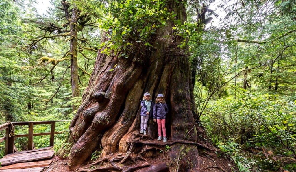My 4 and 5-year-old granddaughters compared to the size of one of the giant trees on Meares Island