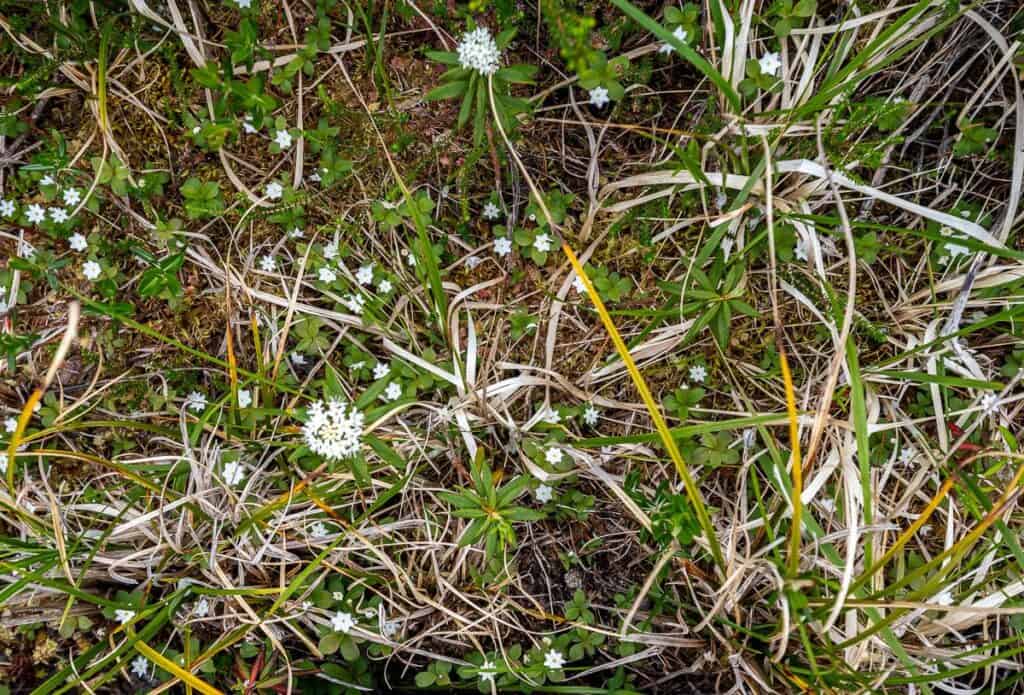 Bog loving flowers must be able to survive an acidic environment