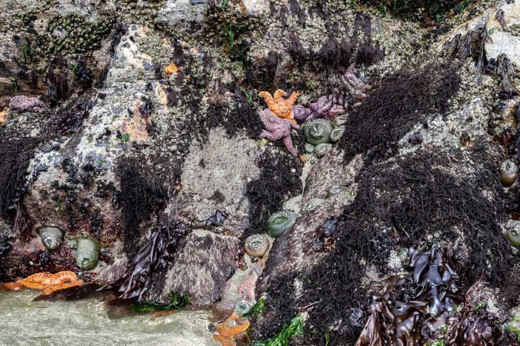 One of the Tofino hikes where there are tide pools and rocks to marvel at