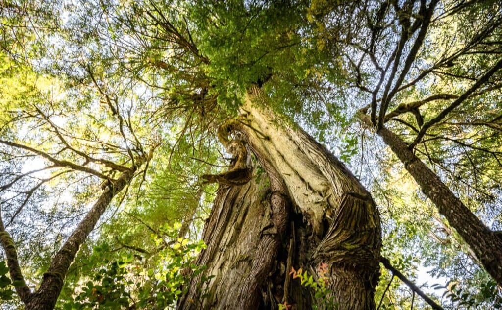 You'll be wowed by the big trees on one of the easiest of the Tofino hikes