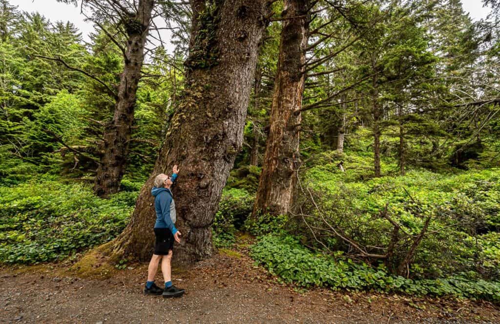 One of the dandy big trees on the South Beach hike