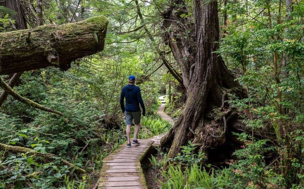 Long stretches of boardwalk on the Nuu-chh-nulth trail