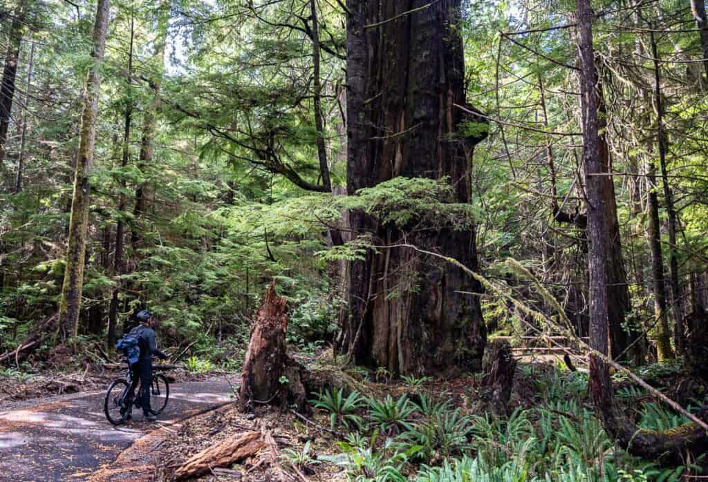 A cyclist in awe of one of the big cedars along ʔapsčiik t̓ašii 