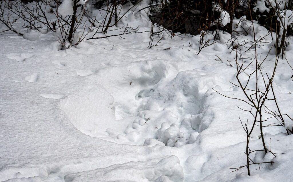 Depression in the snow from a sleeping moose - just off the Frozen Toad trail