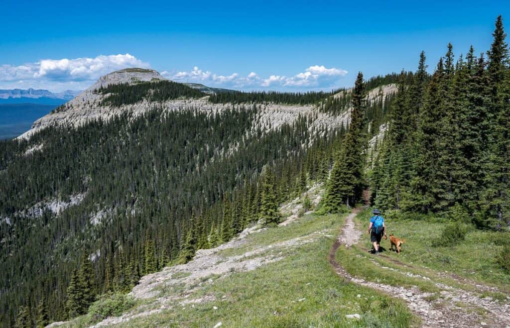 We loved this part of the hike with the mix of spruce trees and meadows