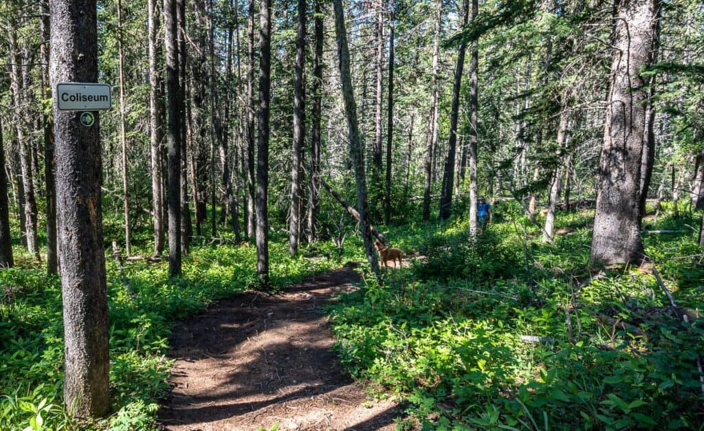 The Coliseum Mountain trail just before you start the switchbacks