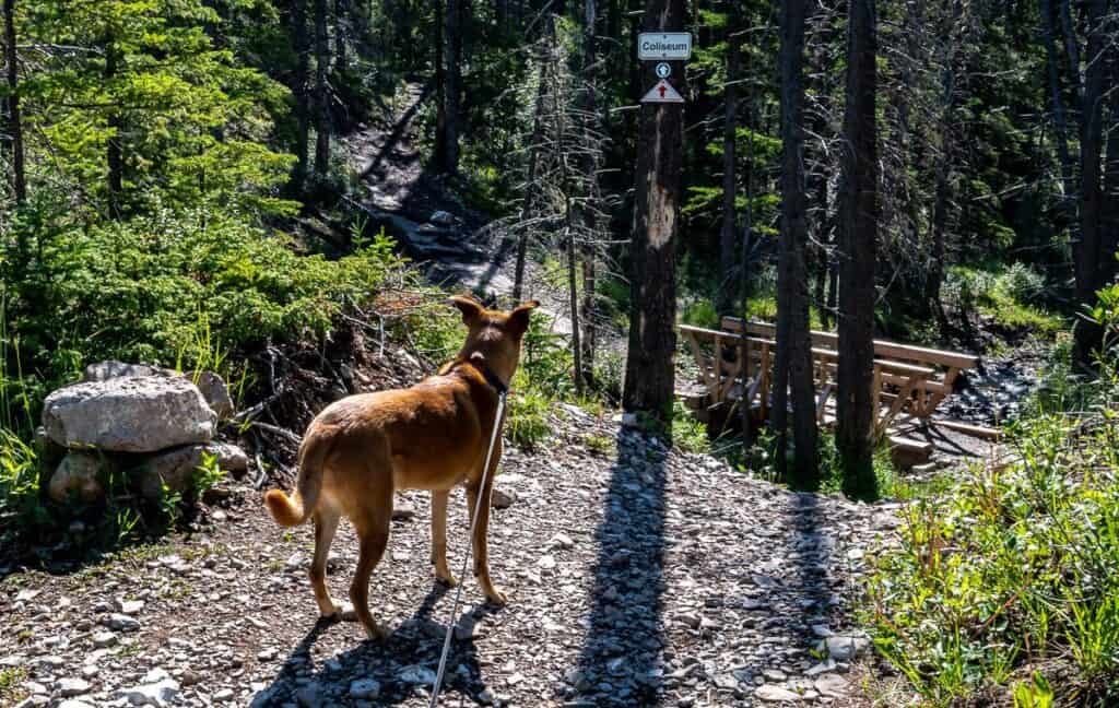 This creek near the start of the Coliseum Mountain hike is the last place you'll find water