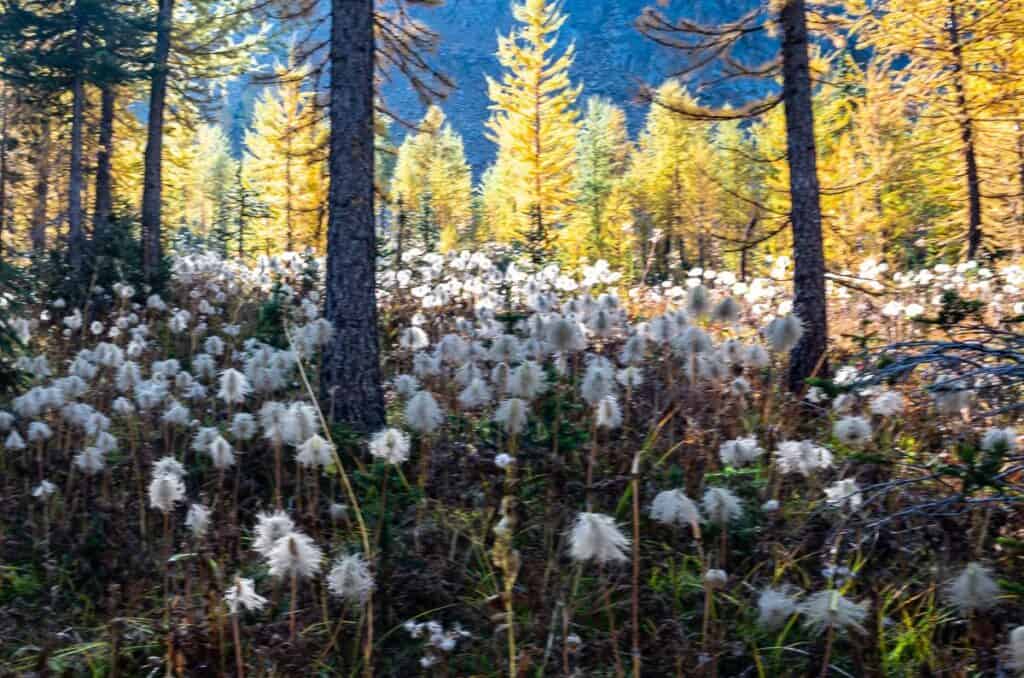Flowers and larches - what a combo