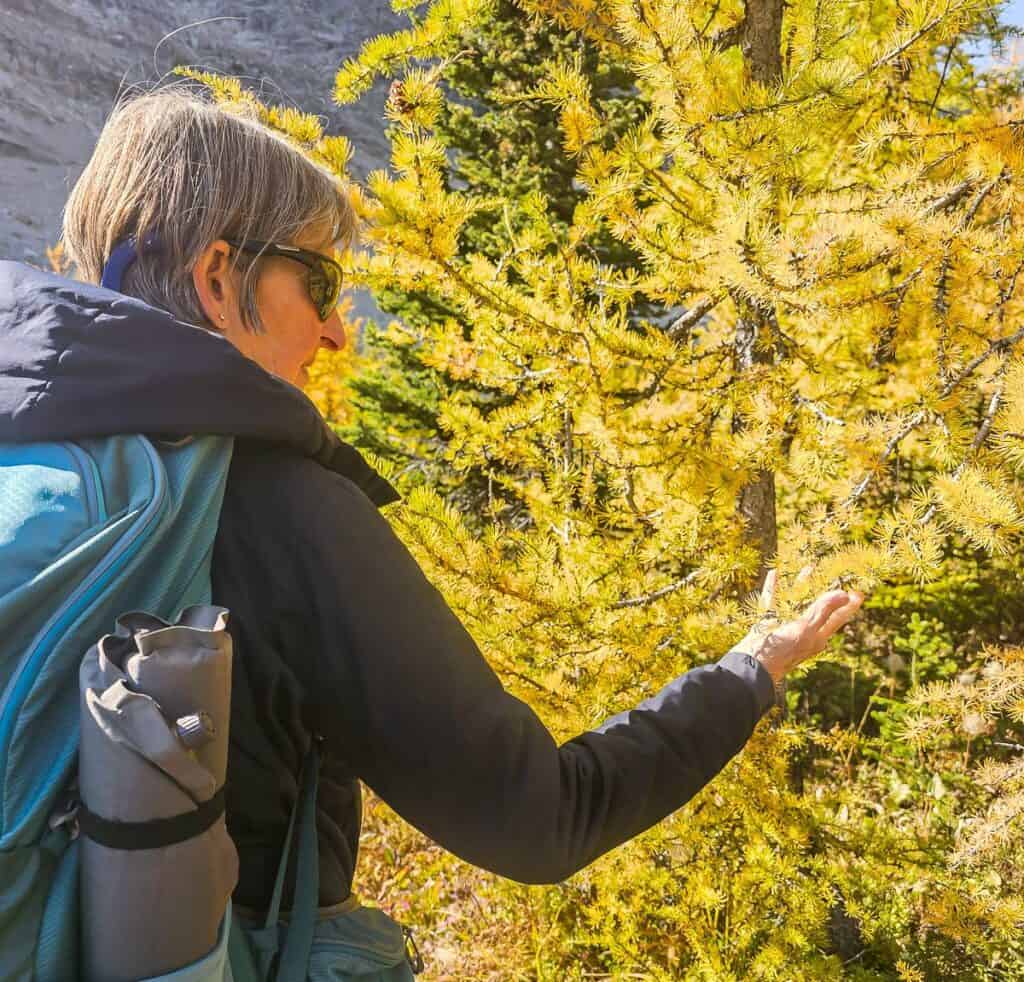 The needles on the larch trees are soft to the touch