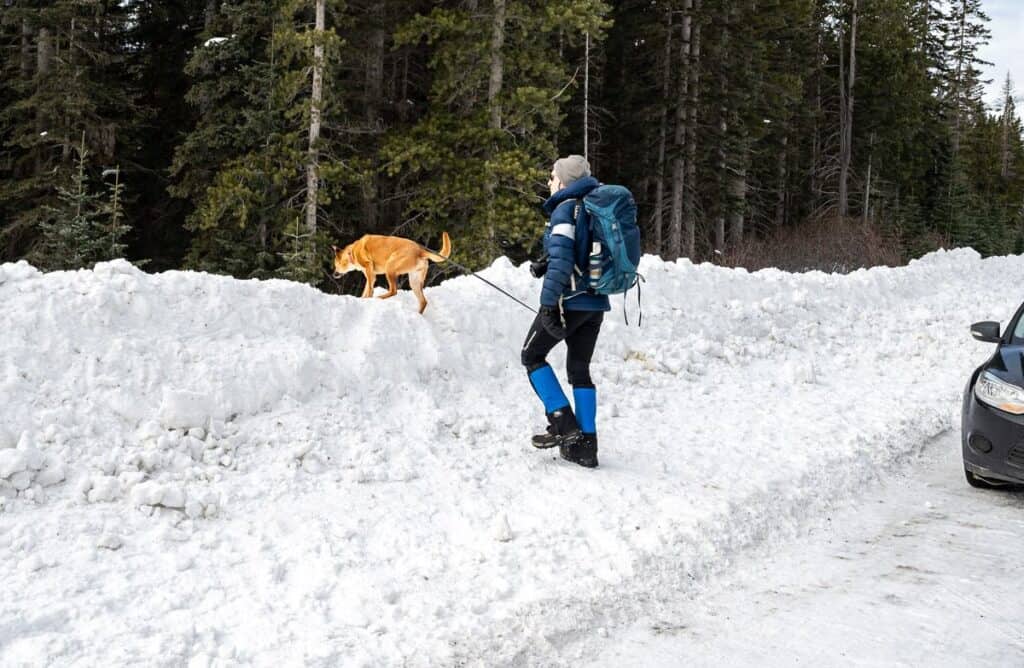 Man and dog hiking up a snowbank to get to the Gypsum Ridge winter trail