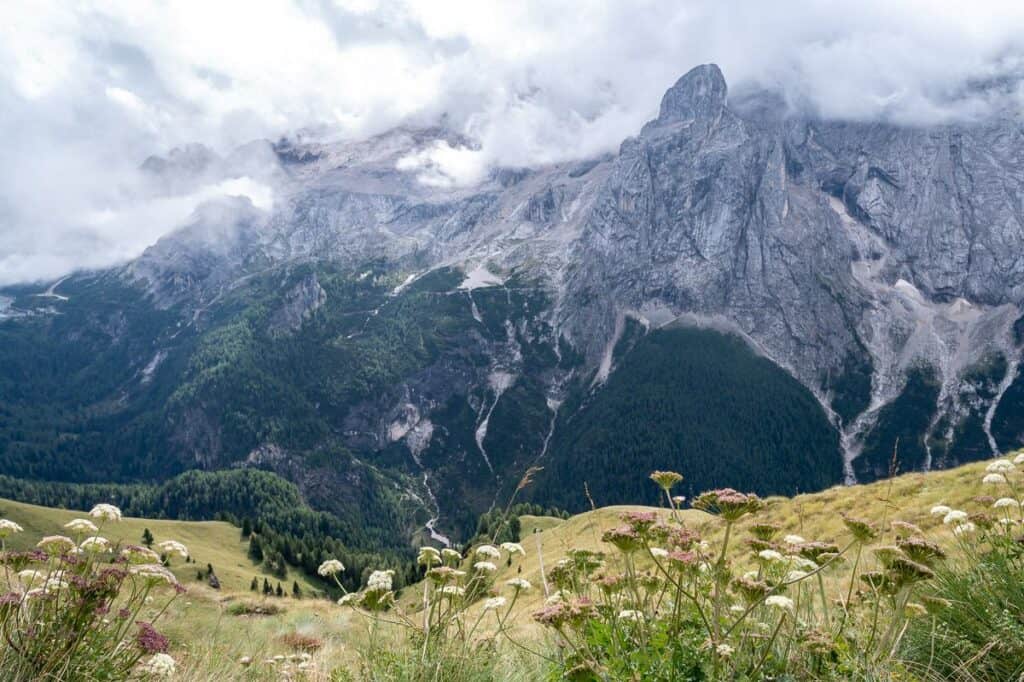 Lots of wildflowers around in early September on thrAlta Via 2