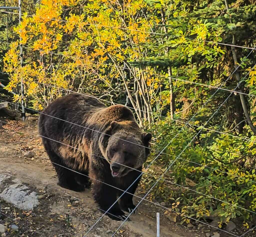 It's a thrill to see Boo the grizzly bear up close - just look at those claws