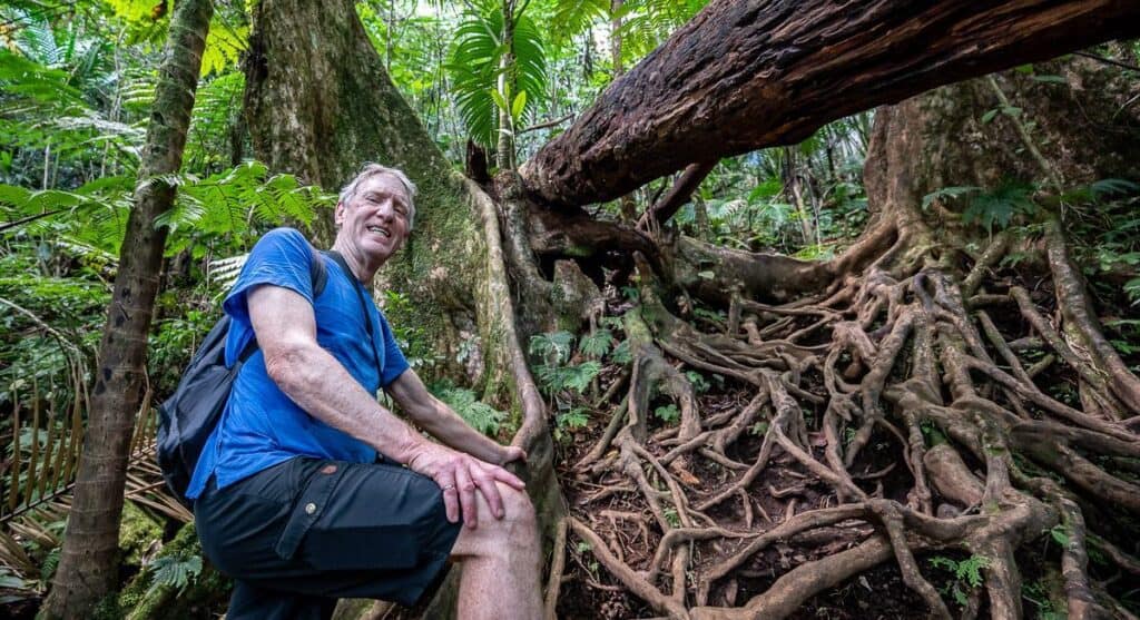 A tangle of tree roots on the Mount Liamuiga trail on St. Kitt's
