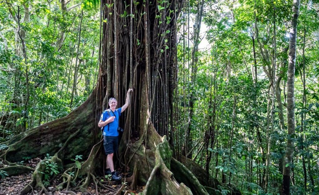 John beside a massive tropical tree on the Mount Liamuiga hike