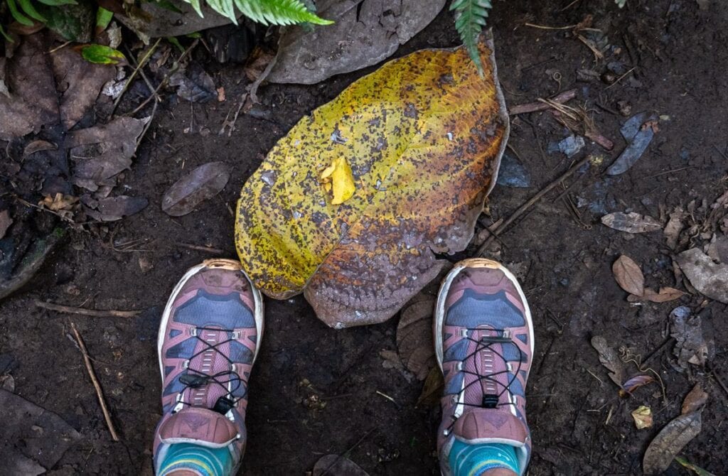 Giant leaves on the rainforest floor in St. Kitt's