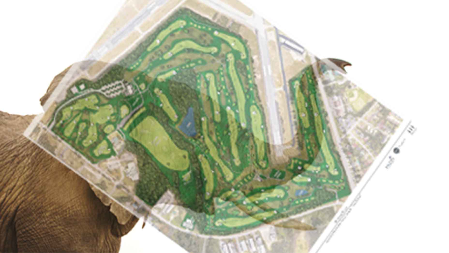 Augusta muni elephant