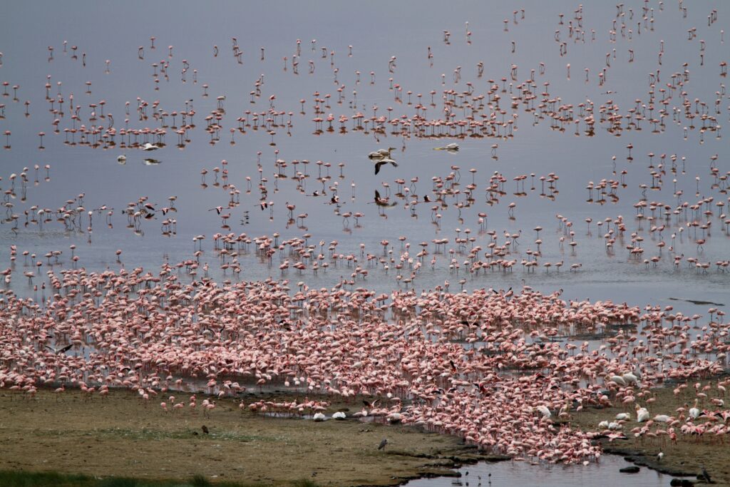 Flamingos Lake Manyara National Park