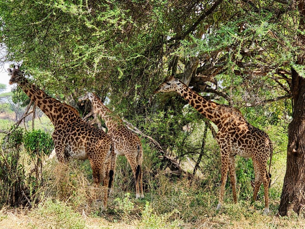 Giraffes near Arusha Tanzania