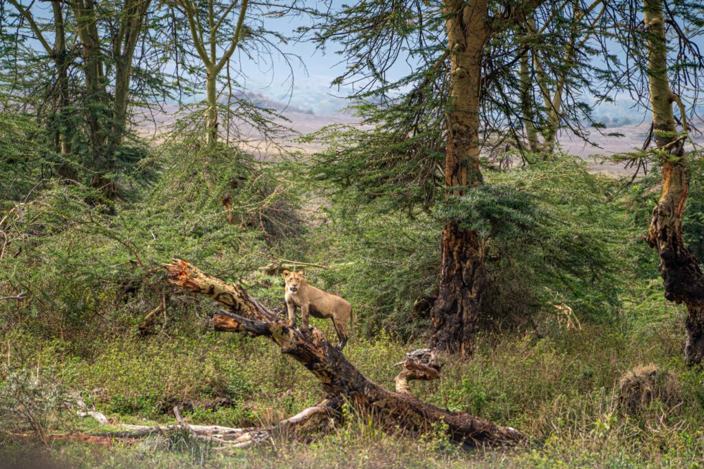 Lion standing on a log in Ngrongro Crater National Park Tanzania Africa