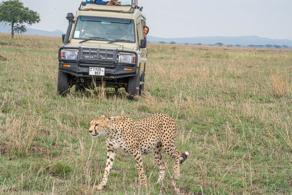 Cheetah in front of safari jeep