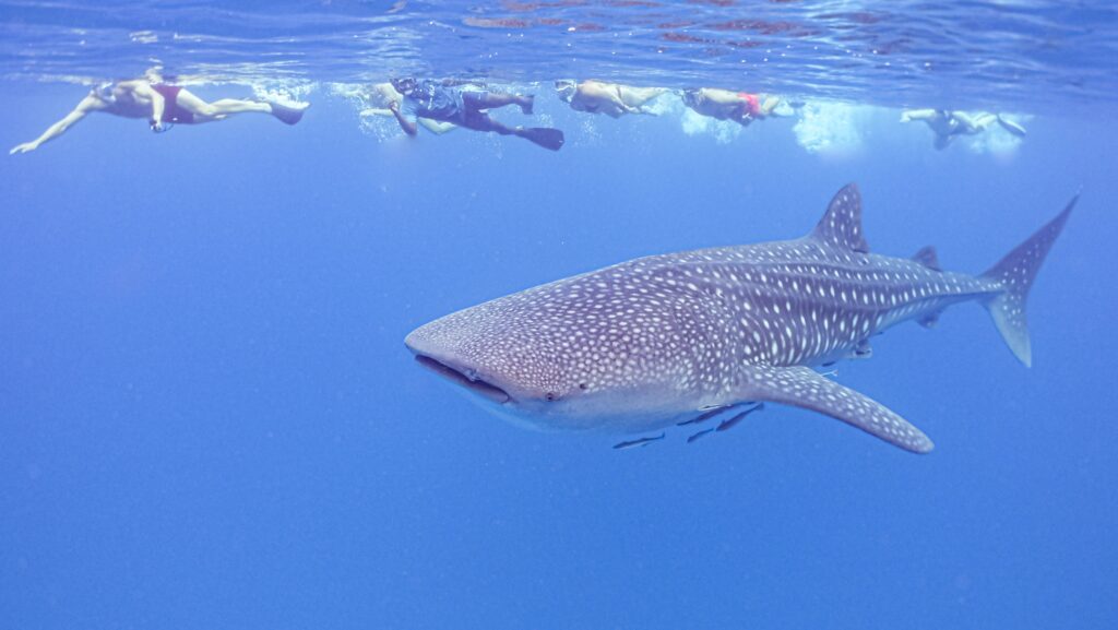 Whale Shark and swimmers