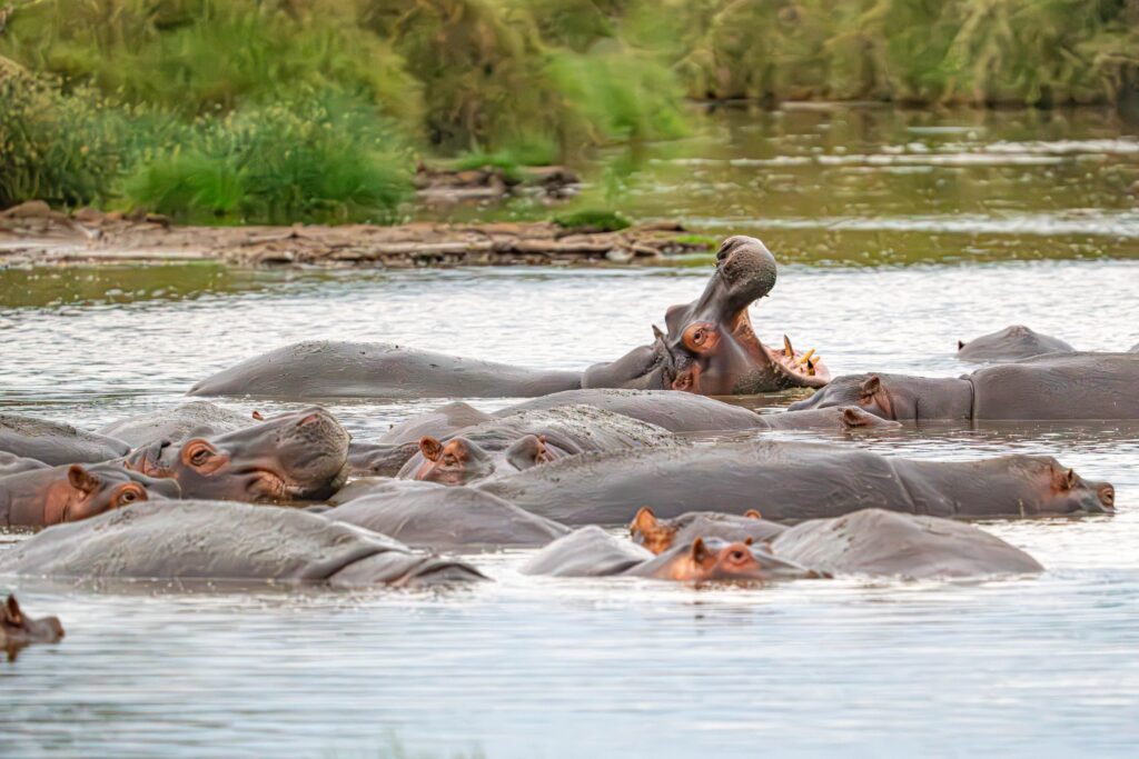 Hippos Serengeti National Park Tanzania Africa