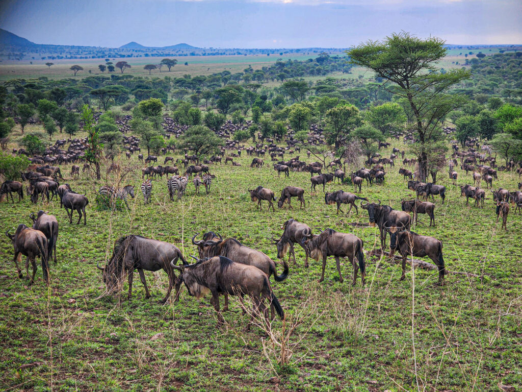 Wildebeest and zebra Serengeti National Park Tanzania Africa