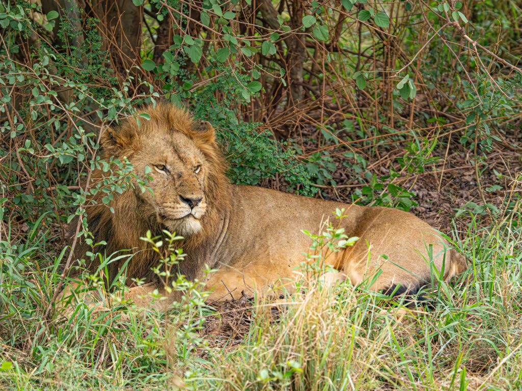 Lion Serengeti National Park Tanzania Africa