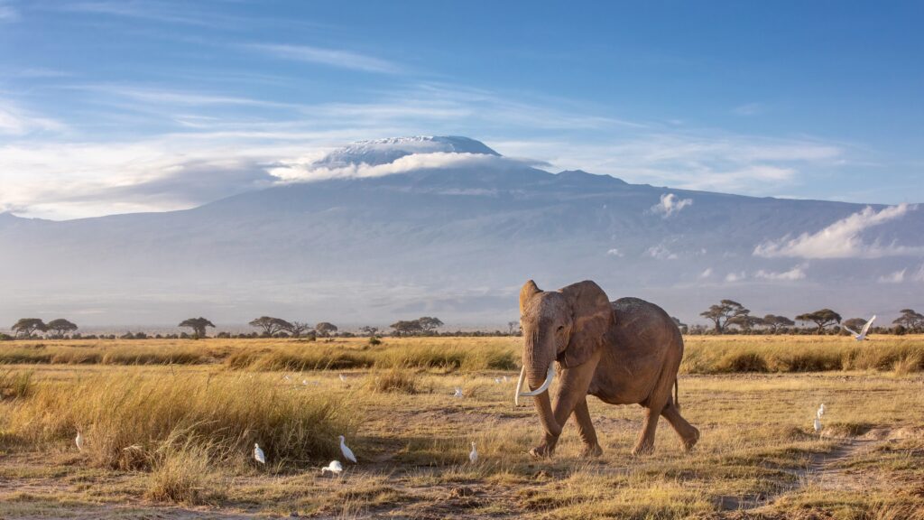 Elephant in front of Mt. Kilimanjaro