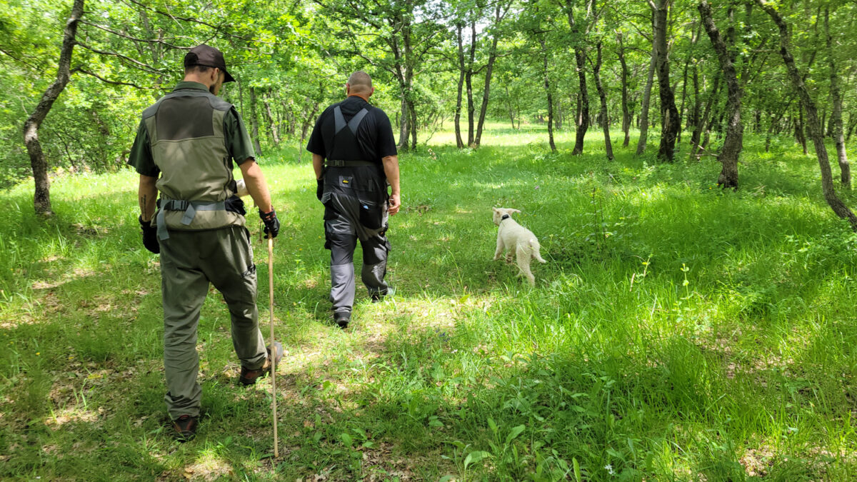 Truffle hunting Split Croatia