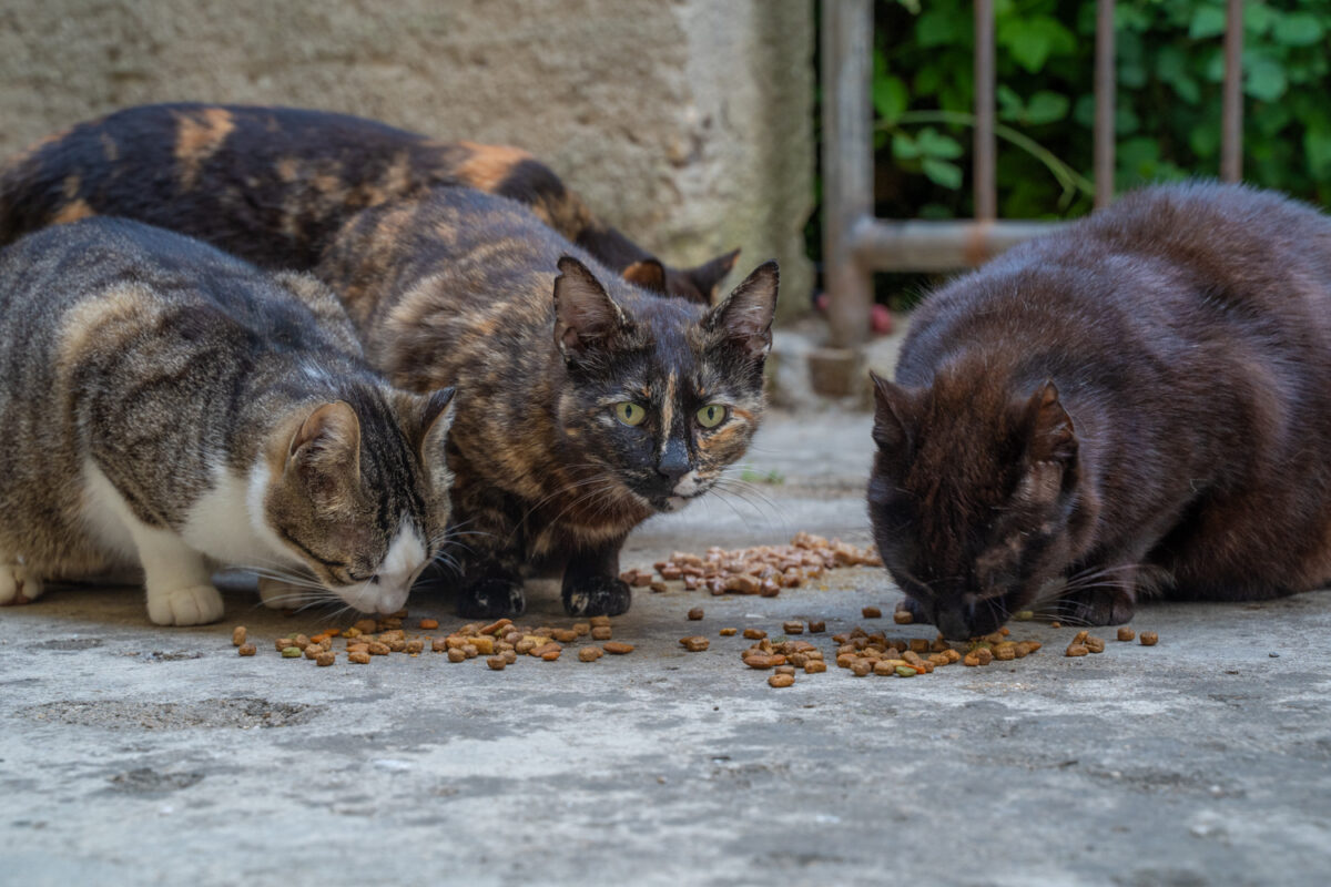 Zadar street cats