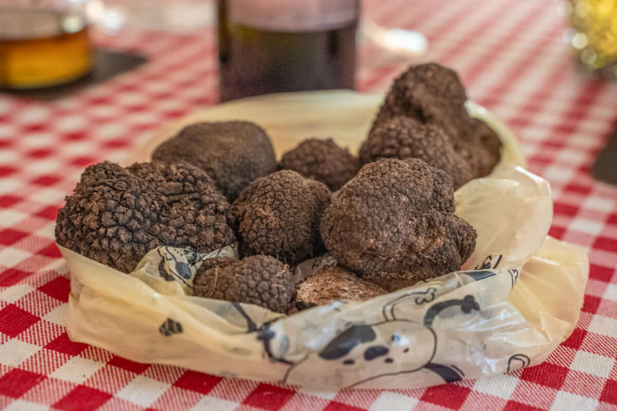 Truffle hunting Split Croatia